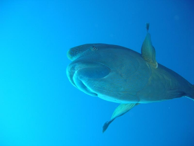  Encuentros únicos en el Mar Rojo.JPG 